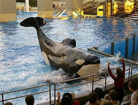 What happened to tilikum. Things To Know About What happened to tilikum. 